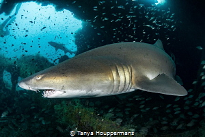 'Caribsea Companions' - There is no better place to find ... by Tanya Houppermans 